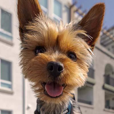 What is the pet policy?