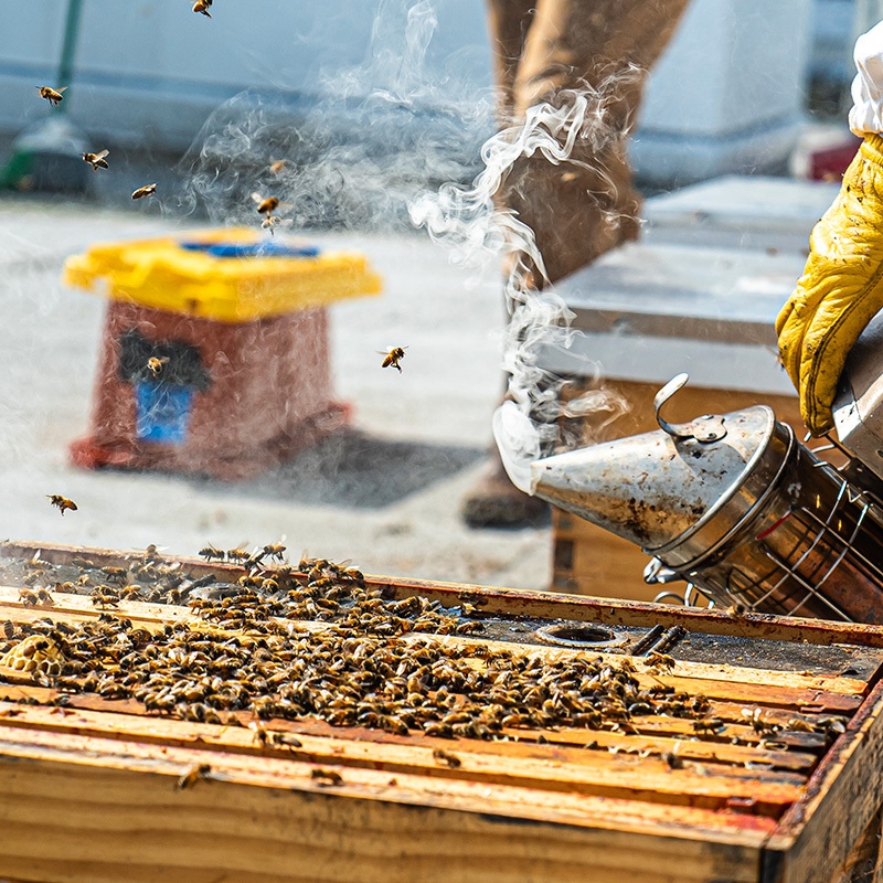Why are there beehives on the rooftop?