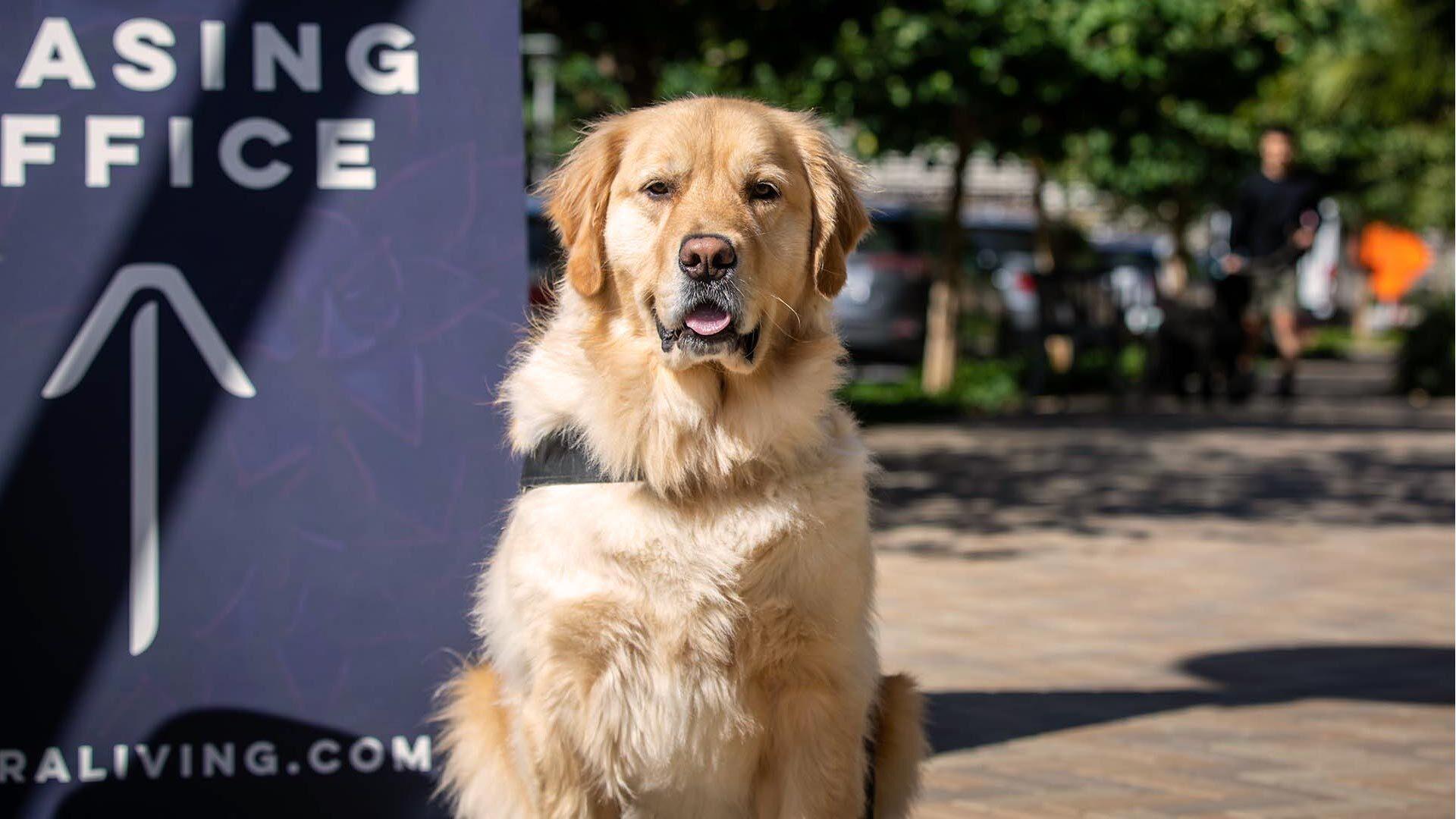 What is the pet policy?