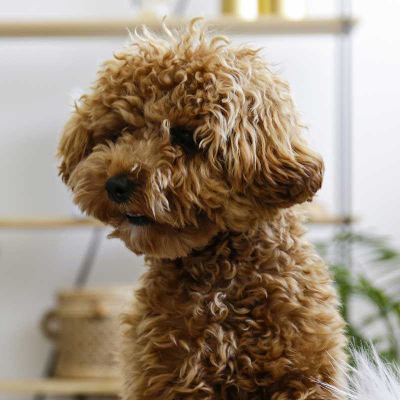 What is the pet policy?