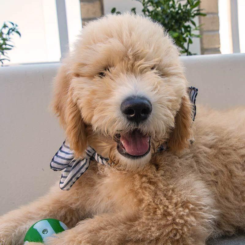 What is the pet policy?